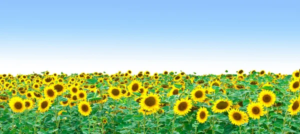 Яскраве поле соняшників і синього — стокове фото