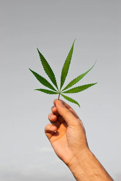 Зеленый лист марихуаны — стоковое фото