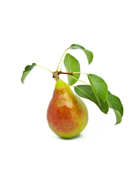 Mogna ljusa päron med blad — Stockfoto