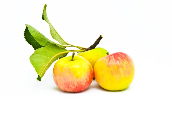 3 개의 아름 다운 잘 익은 사과 — 스톡 사진