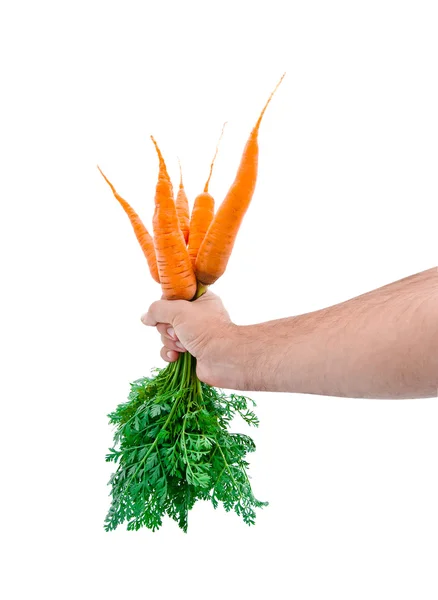 Bunch Of A Young Fresh Carrot In A Man — Stock Photo, Image