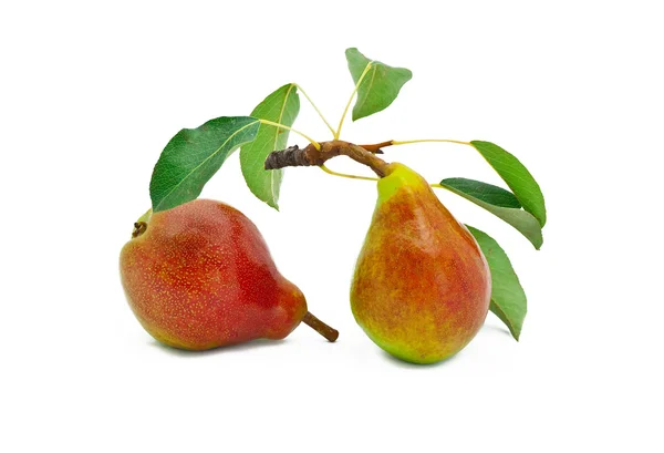 Mogna ljusa päron med blad på en vit — Stockfoto