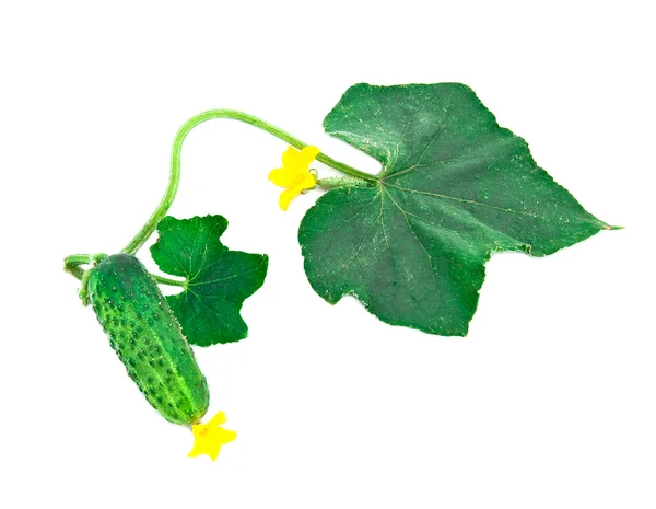 Młody zielony ogórek z liści na wh. — Zdjęcie stockowe