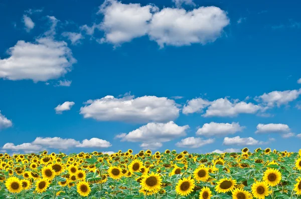 Яскраве поле соняшників — стокове фото