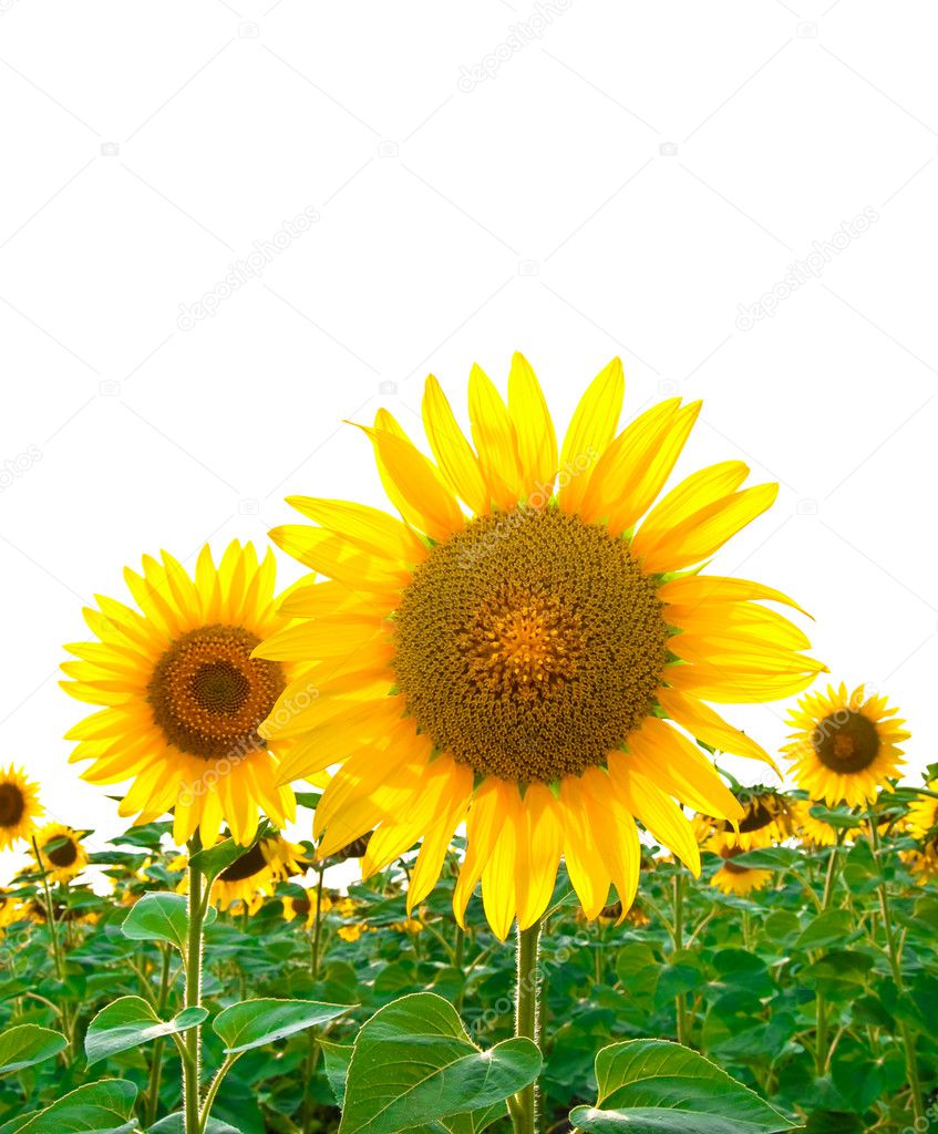 Bright sunflowers in the field with a wh
