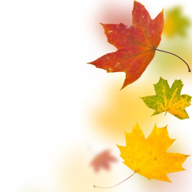 Autumn background from leaves of differe clipart