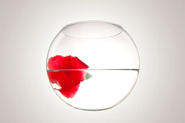 Belle fleur dans un vase rond rempli — Photo