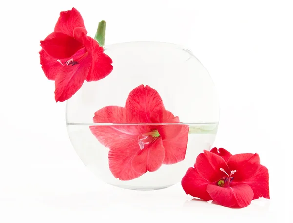 Bela flor em um vaso redondo preenchido — Fotografia de Stock