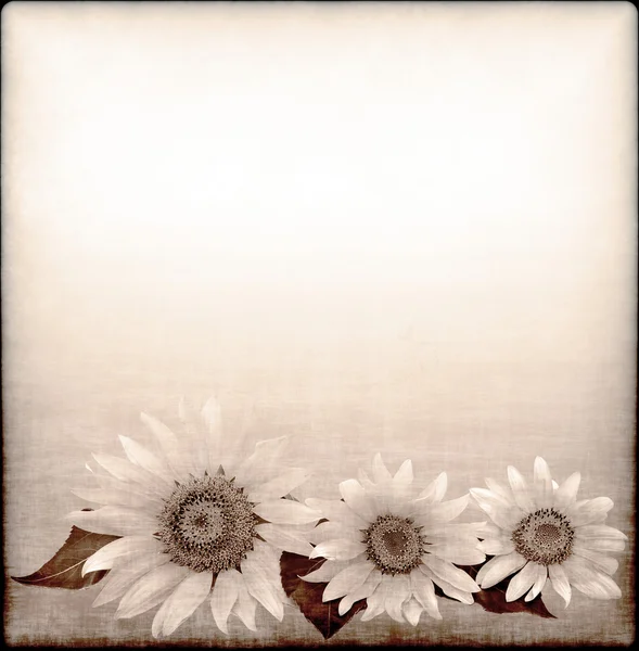 Grauer Hintergrund mit Sonnenblume — Stockfoto