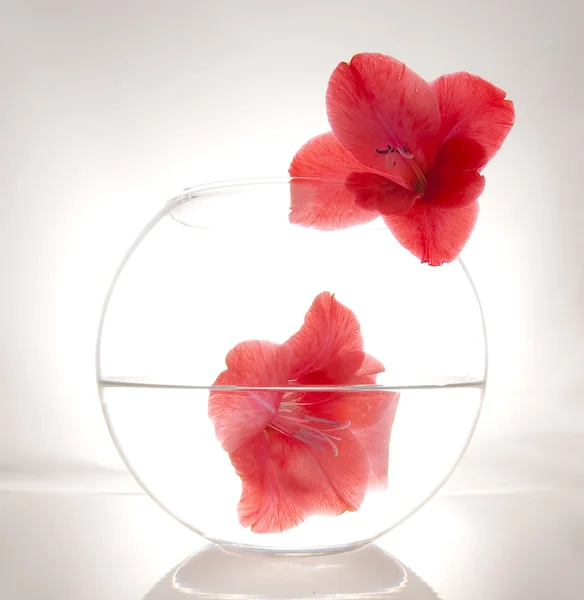 Dolu yuvarlak bir vazo içinde güzel bir çiçek — Stok fotoğraf