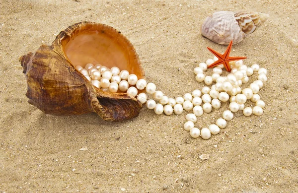 Cockleshell with a pearl necklace — Stock Photo, Image