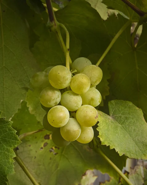Aglomerado suculento maduro de uvas — Fotografia de Stock