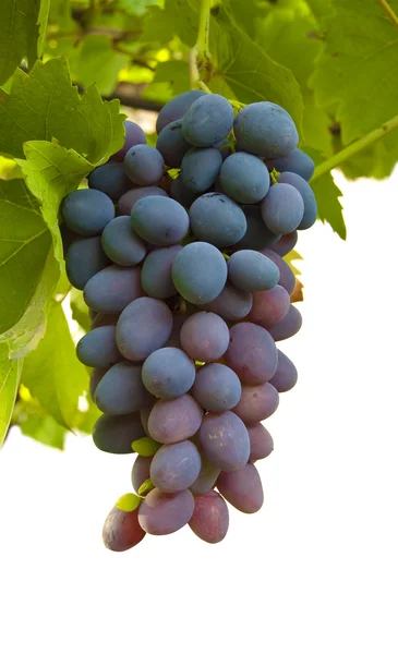 Dojrzałe, soczyste klastra winogron — Zdjęcie stockowe