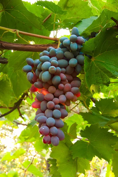 Maturare grappolo succoso di uva — Foto Stock