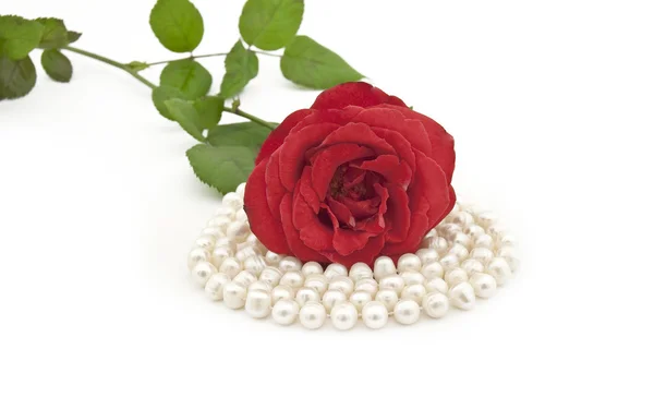 Rote Rose mit Perlenkette auf weißem Grund — Stockfoto