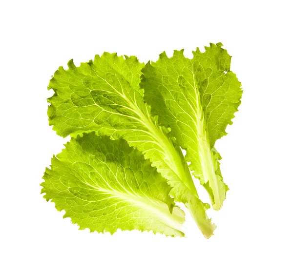 Verse salade op een witte achtergrond — Stockfoto