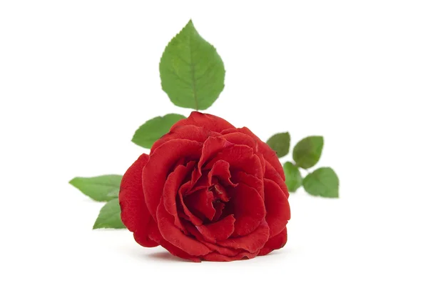 Bella rosa rossa con foglie — Foto Stock