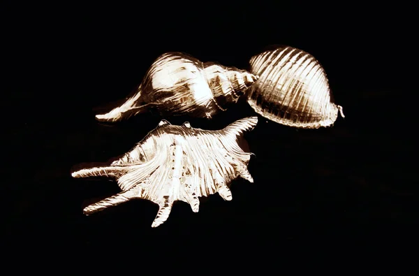 Sea shell zilveren kleur — Stockfoto