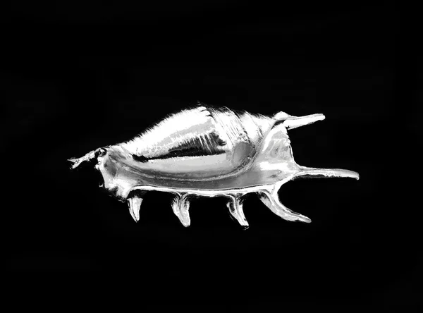Морська мушля сріблястого кольору — стокове фото