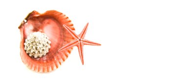 Shell and starfish clipart