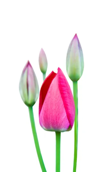 Tulipany — Zdjęcie stockowe