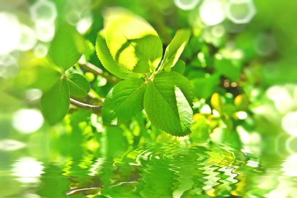 Ветка зелёной весны — стоковое фото