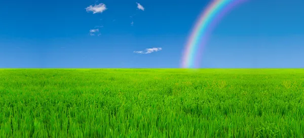 Feld und Regenbogen — Stockfoto