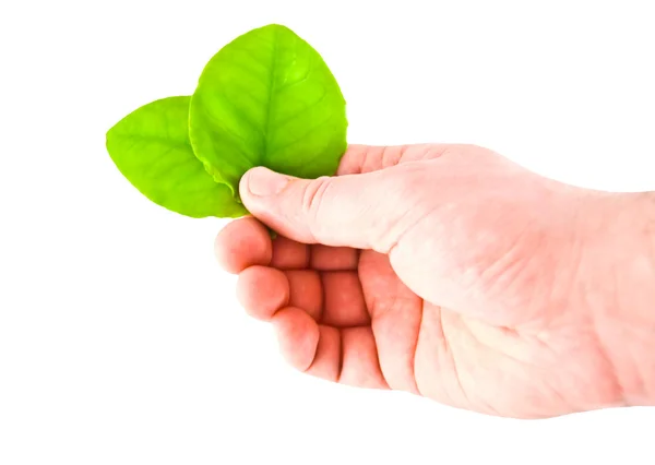 Hand wich hold leafs — Stock Photo, Image