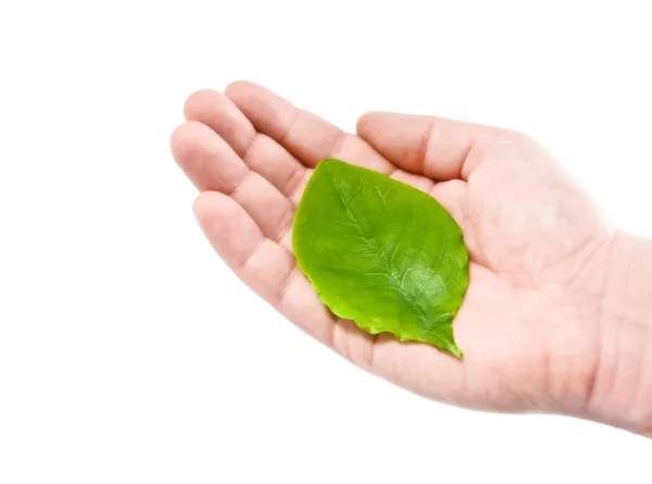 Hand som hålla leafs — Stockfoto