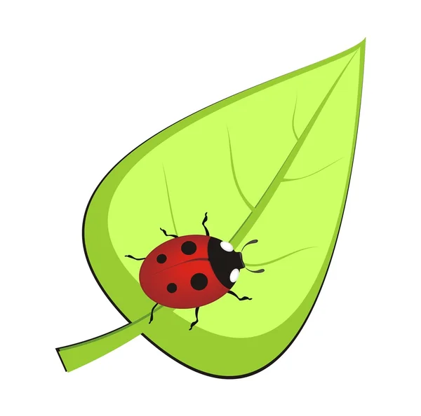 Red ladybird on green leaf — Stock Vector