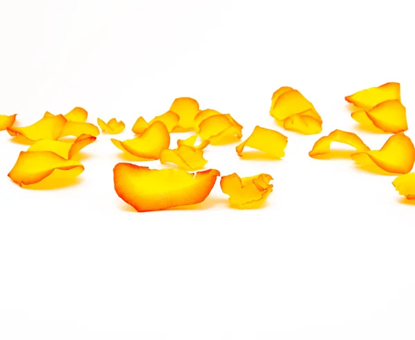 Пелюстки жовтої троянди — стокове фото