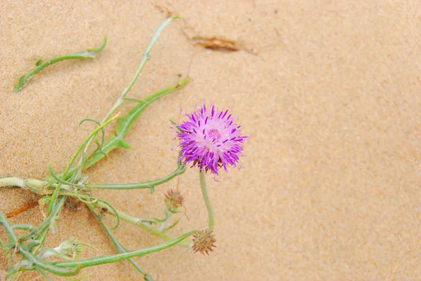 Нежный фиолетовый цветок среди песка — стоковое фото
