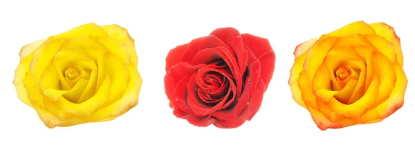 As rosas vermelhas e laranja amarelas — Fotografia de Stock