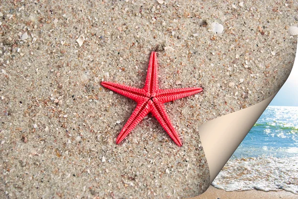 Starfish na areia do mar — Fotografia de Stock