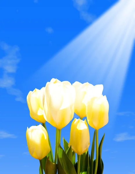 Желтые тюльпаны на фоне голубого неба — стоковое фото