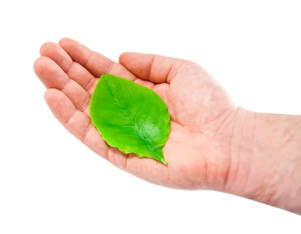 Man's hand with a young green leaf — Stock Photo, Image