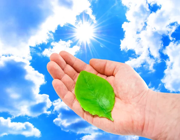 stock image Man's hand with a young green leaf