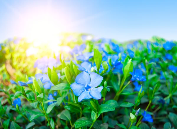 ブルーの小花のフィールド — ストック写真