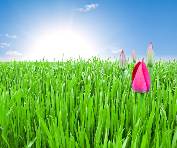 Feld aus grünem Gras und rosa Tulpen — Stockfoto