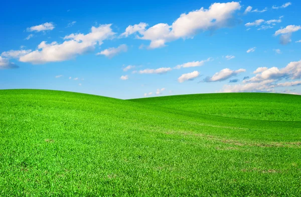 Луг с молодой зеленой травой — стоковое фото