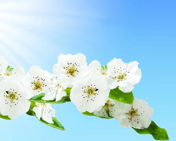 Virágzó ága a cseresznye — Stock Fotó