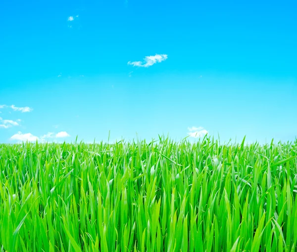 Wiese mit grünem Gras — Stockfoto