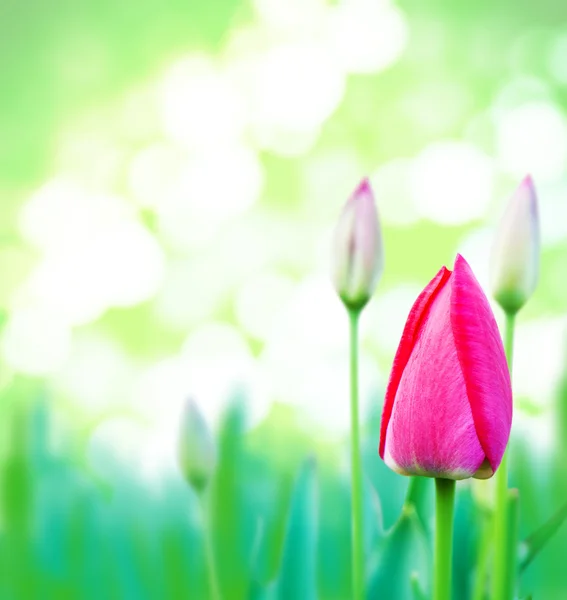Hierba verde joven y tulipanes rosados —  Fotos de Stock