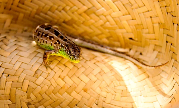 stock image Lizard in a straw hat