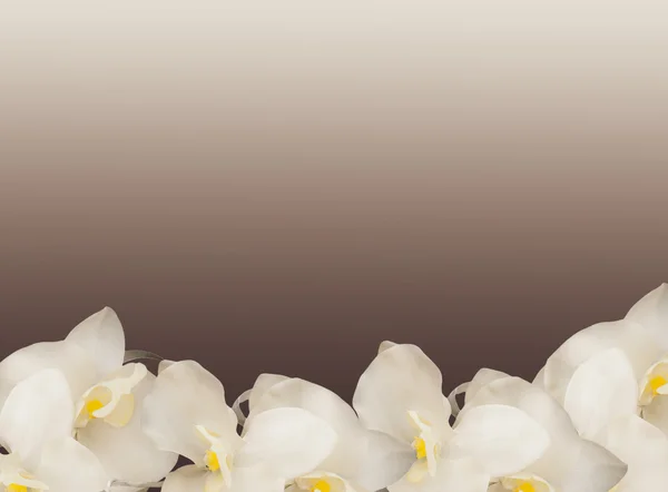 Frame van crème orchideeën — Stockfoto