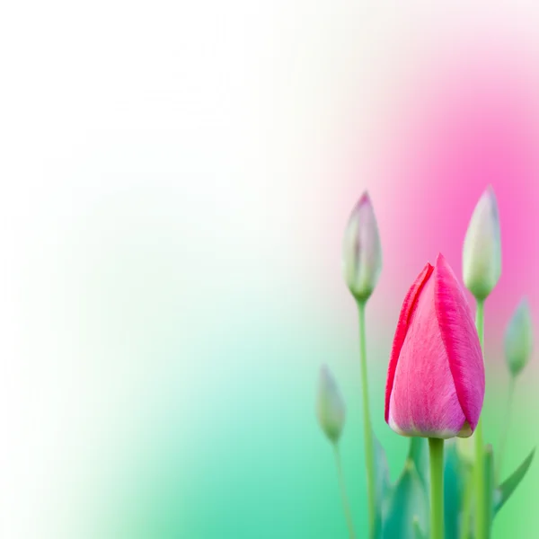 Unga rosa tulpaner — Stockfoto