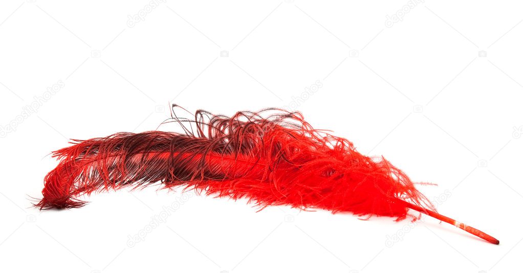 Bright red ostrich's feather