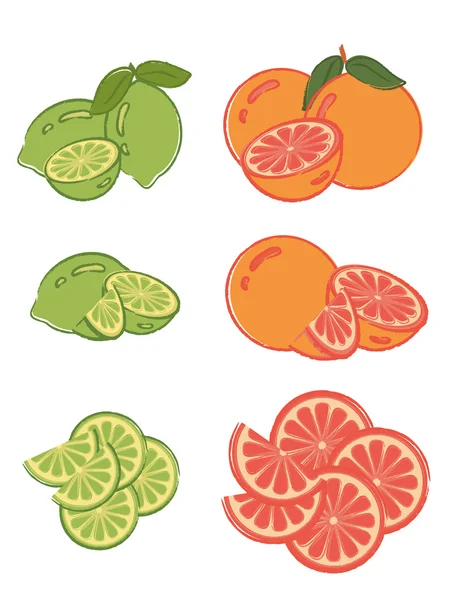 Ensemble de tranches de citron vert et de pamplemousse — Image vectorielle