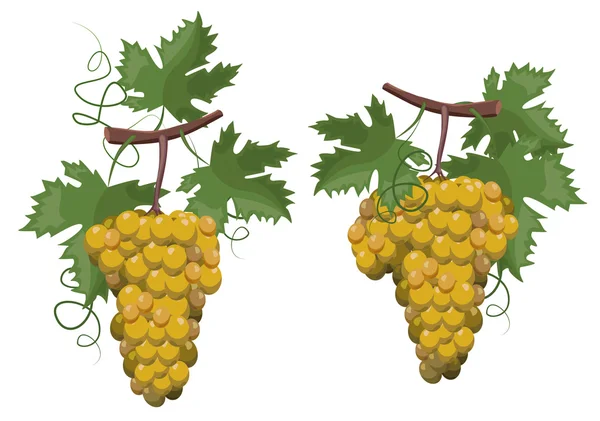 Rami con uva verde — Vettoriale Stock