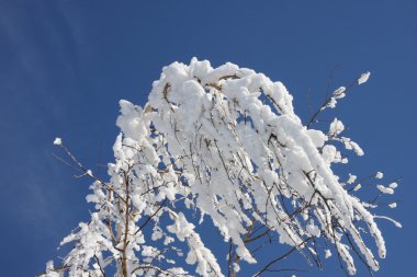 Huş ağacı kış